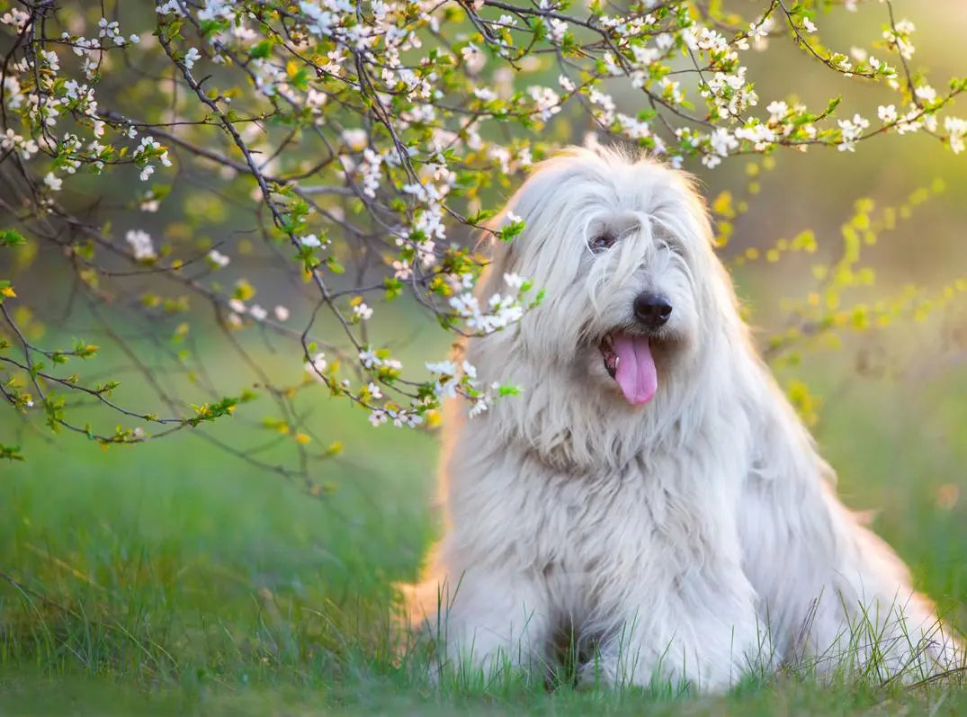 Äntligen-kan-vi-erbjuda-din-hund-samma-lyx FOAM Accessories